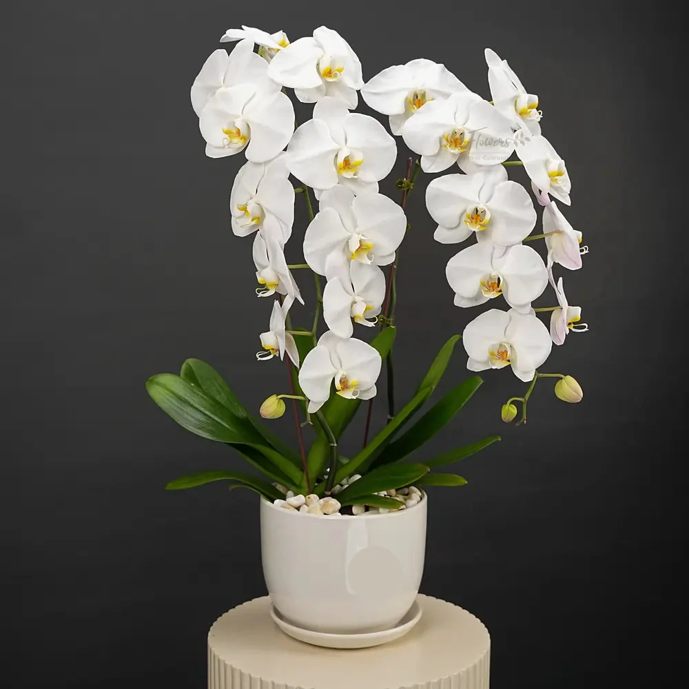 2 Stem White Orchid Plant in Pot
